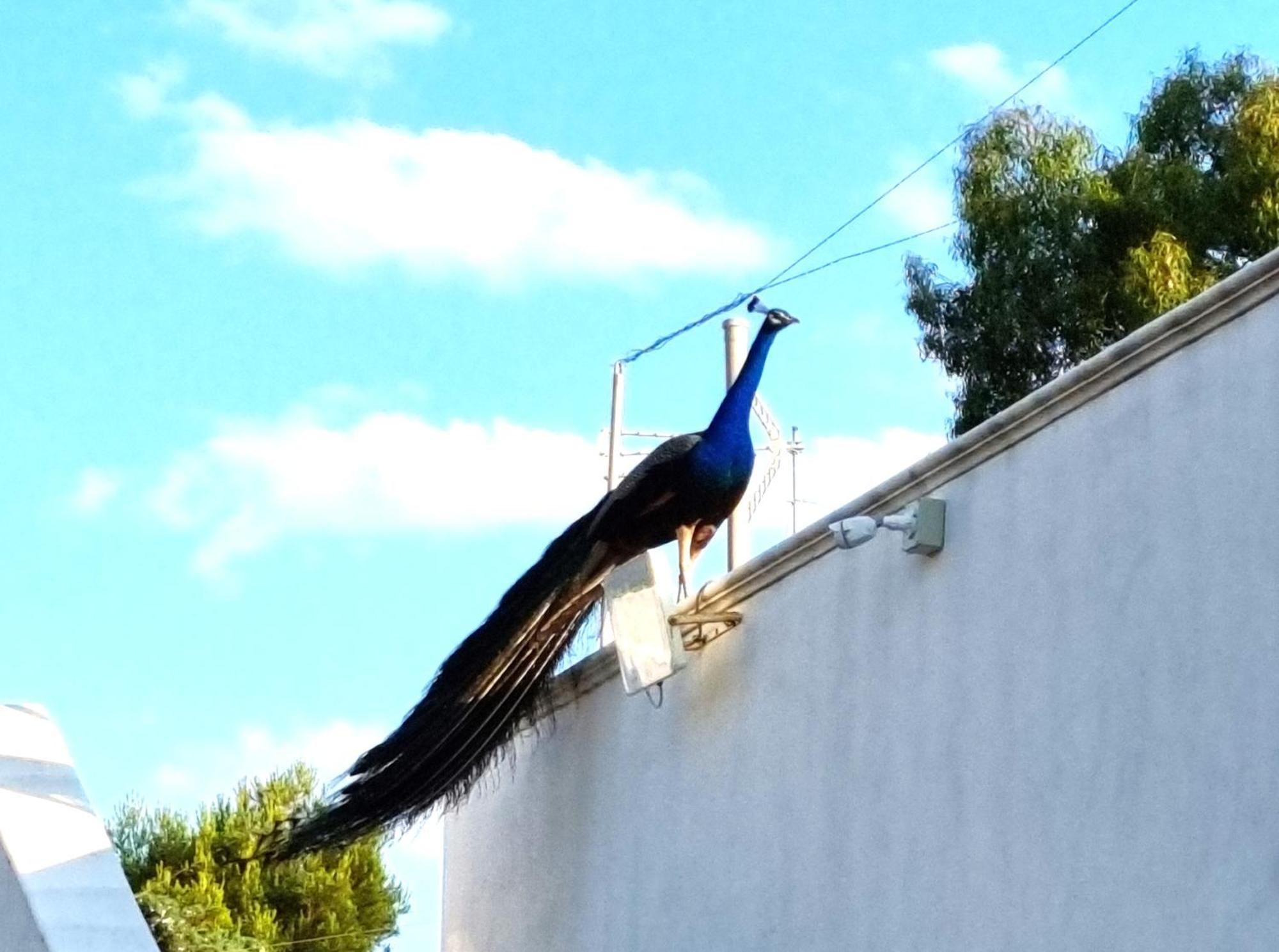 בארי Villa Laura מראה חיצוני תמונה