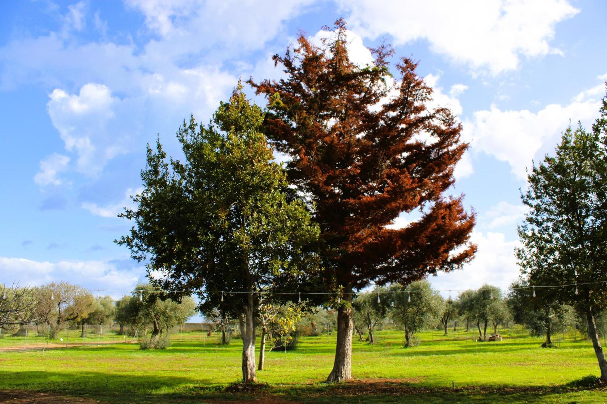 בארי Villa Laura מראה חיצוני תמונה